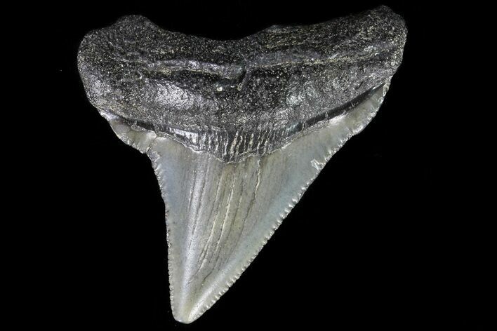 Juvenile Megalodon Tooth - Georgia #75336